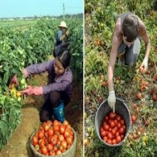 TUYỂN GẤP 15 NỮ LÀM NÔNG NGHIỆP THU HOẠCH CÀ CHUA TẠI NHẬT BẢN THÁNG 02/2018